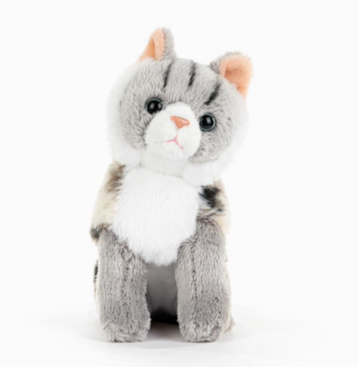 Gray Main Cat