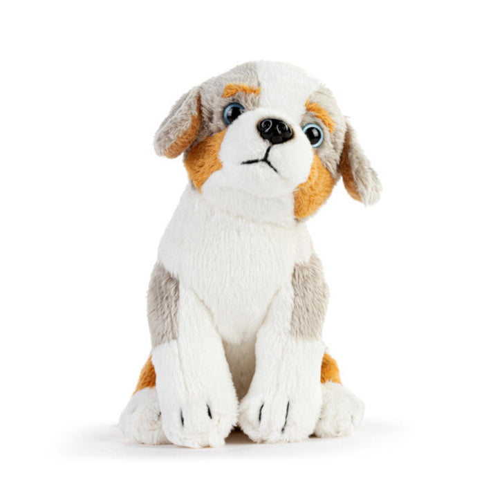 Australian Shepherd