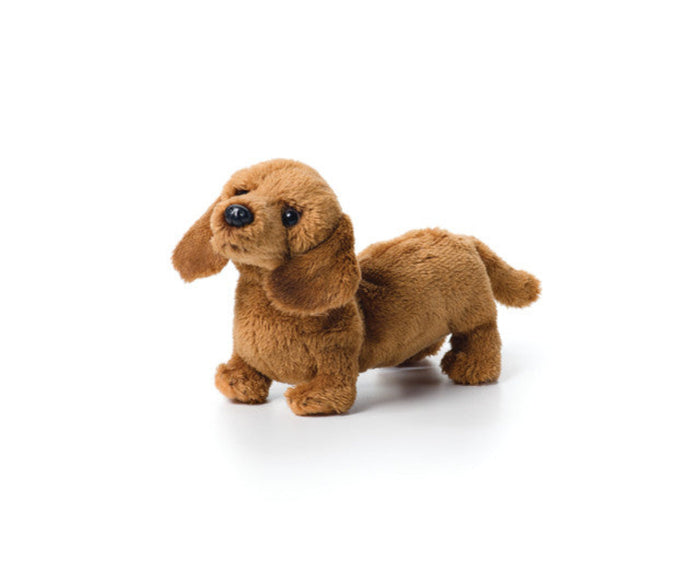Dachshund