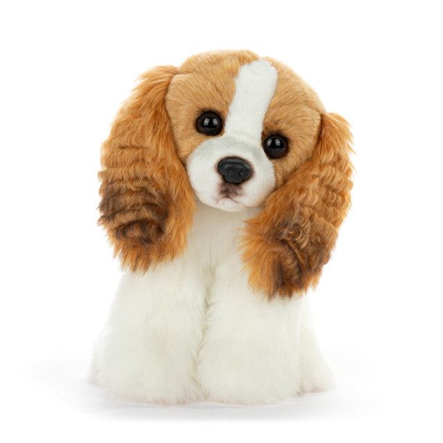King Charles Spaniel